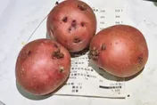 美式賣場馬鈴薯遭控發芽！業者：單一個案…全台門市照樣販售
