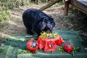 壽山動物園黑熊「瑪莉奶奶」辭世！　今年第4隻明星動物離開
