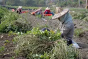 美國花生零關稅進口！彰化花生農剉咧等：拜託政府「千萬毋湯」