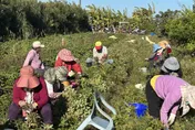 才剛開盤就慘跌！台美貿易協定讓花生產地價攔腰砍