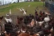 影/美警接獲通報動物路上亂竄　竟是整個農場上演大逃脫