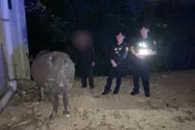 影/苗栗頭份牛隻夜奔還逆向！警急護送安置　飼主恐罰600元