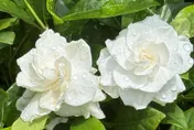 初夏花海登場！　新生公園圓山園區變身台北最美秘境