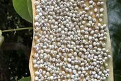 樹幹驚見神秘小卡黏滿「詭異小白球」　內行人解答：防治荔枝椿象