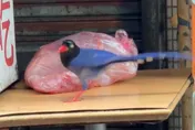影/藍鵲偷吃豬肉！內湖小吃店驚現不速之客　網：怎可零元購