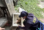 高雄病媒蚊指數攀升！衛生局示警：登革熱擴散風險急升