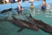 影/ 八里擱淺4頭虎鯨驚見「準媽媽」　檢傷無大礙今野放