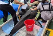 海委會搶救4隻順利野放　管碧玲：送小虎鯨母親節禮物