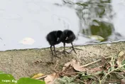 春天限定！北市動物園迎育雛潮　超萌「黑煤球」現身水禽區
