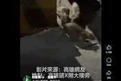 高雄又現鼠跡！「三隻老鼠逛大街」影片曝　網酸：一定是北鼠南送