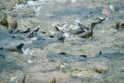 洄游季降臨！直擊大頭鰱「溯游碧潭堰魚道」　斷46年廊道打通