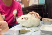 愛鼠協會稱台灣人過度醜化仇恨老鼠！網：之後會不會有「愛蟑協會」
