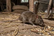 老鼠、蟑螂怎麼防？　專家列三類住宅易成「病媒宅」
