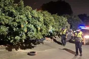 影/高雄玉荷包迎採收季！未成熟小偷頻光顧　警推「護荔專案」