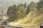 日本「花粉症地獄」鼻炎、氣喘不斷　禍首竟是70年前這項環保政策