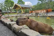 宜蘭知名動物農場被爆「沒給5星評價不讓走」！業者致歉喊誤會