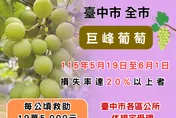 4月豪雨釀台中巨峰葡萄嚴重受損　農業局籲6/1前申請現金救助
