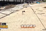 影/七股光電生態浩劫！直擊　高蹺鴴求救主播護幼鳥