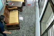 太聰明！1公尺「黑眉錦蛇」被八哥圍毆　牠鑽排水孔找警察求救