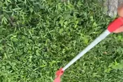 影/淡水運動中心旁驚見眼鏡蛇　動保處：別近水溝別亂抓
