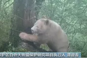 沒有黑眼圈！全球唯一野生「白色貓熊」　四川臥龍棲息畫面曝光