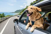 獨/新北寵物友善旅館罵愛犬是豬！他氣憤PO網　業者辯「語氣激烈」