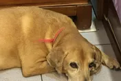 「陳美琪」後又有新懸賞！　台南飼主20萬找愛犬「阿妹」