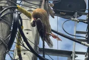 宜蘭花嘴鴨卡困電桿纜線！疑觸電慘死