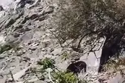 黑熊頻現蹤！母子熊追趕登山客　玉管處提醒多注意
