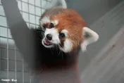 小貓熊今晨抵台！沈伯洋開嗆蔣萬安：牠本人應該也很疑惑