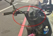 機車龍頭竄出蛇！母尖叫棄車　超商店員冷靜抓捕