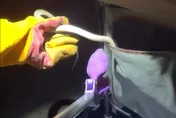 接機驚魂！狗推車竟藏「恐怖活蛇」　她嚇：命差點沒了