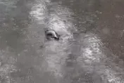 大雨轟炸雙北！台大校園馬路淹水　驚見土虱「陸中游」