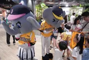 中信棒球特展破6萬人！加碼星光場　啦啦隊壓軸應援