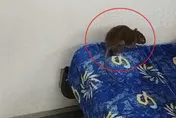 夜晚區間車驚現肥老鼠搭便車　台鐵：全面消毒！
