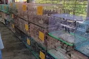 宗教團體放生近2000隻鳥　新北動保處重罰15萬