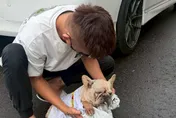 影/屏東法鬥滿身壁蝨雨中慘死！　飼主涉虐待動物遭調查
