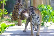 壽山動物園過端午！孟加拉虎狂撕巨粽　長鼻浣熊偏愛芒果冰