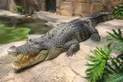 英男童逛動物園竟遭人「丟下鱷魚池」重傷　警列謀殺逮30歲男