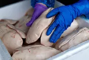 法國慘了！「大陸鵝肝」年產逾1.4萬噸　料成全球最大生產國
