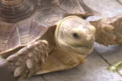 阿嬤回來了！彰化嬤頭七「烏龜爬入」　子孫連獲2聖杯淚崩