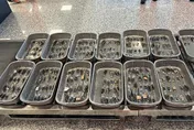 金門小三通再現違規夾帶！　男子248隻甲蟲遭X光機抓包
