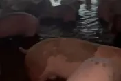 影/屏東豪雨狂炸！豬場淹水畫面曝　豬農無奈