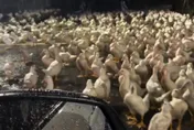 影/屏東暴雨淹鴨寮！大批鴨群深夜流浪馬路　驚恐排排站