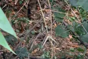 彰化荔枝園驚見「保鮮膜裹屍」　女疑吸毒暴斃遭3男棄屍