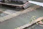 暴雨重創台南仁德！觀賞魚養殖場一夕損失逾百萬