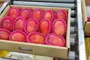 台灣首批芒果空運英國！登高端超市「單顆飆破730元」
