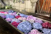 浪漫來襲！武陵農場繡球花全面綻放　「花手水」驚艷登場