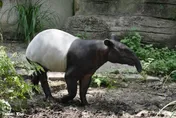 北市動物園重新開園！馬來貘「Bintang星星」、小貓熊「茜茜」迎賓