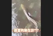 賴清德批內湖淹水翻車！網友掀：台南校園「銀龍魚游泳」
